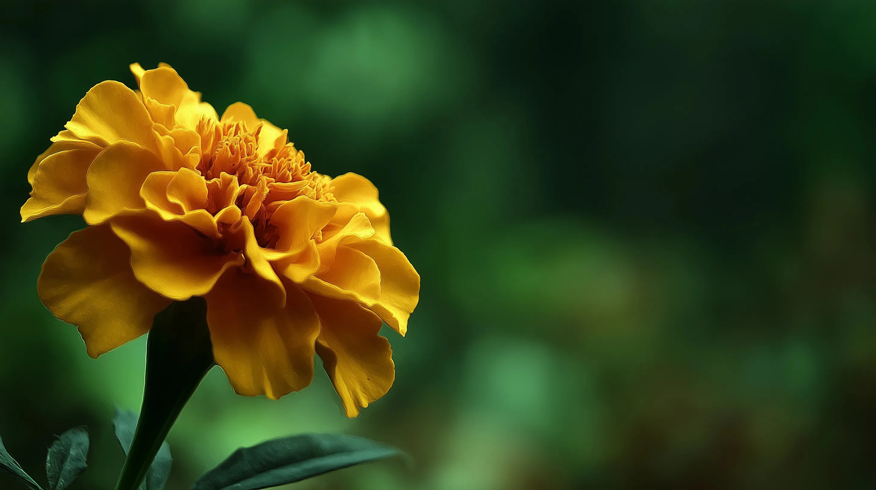 Marigold Flower 3