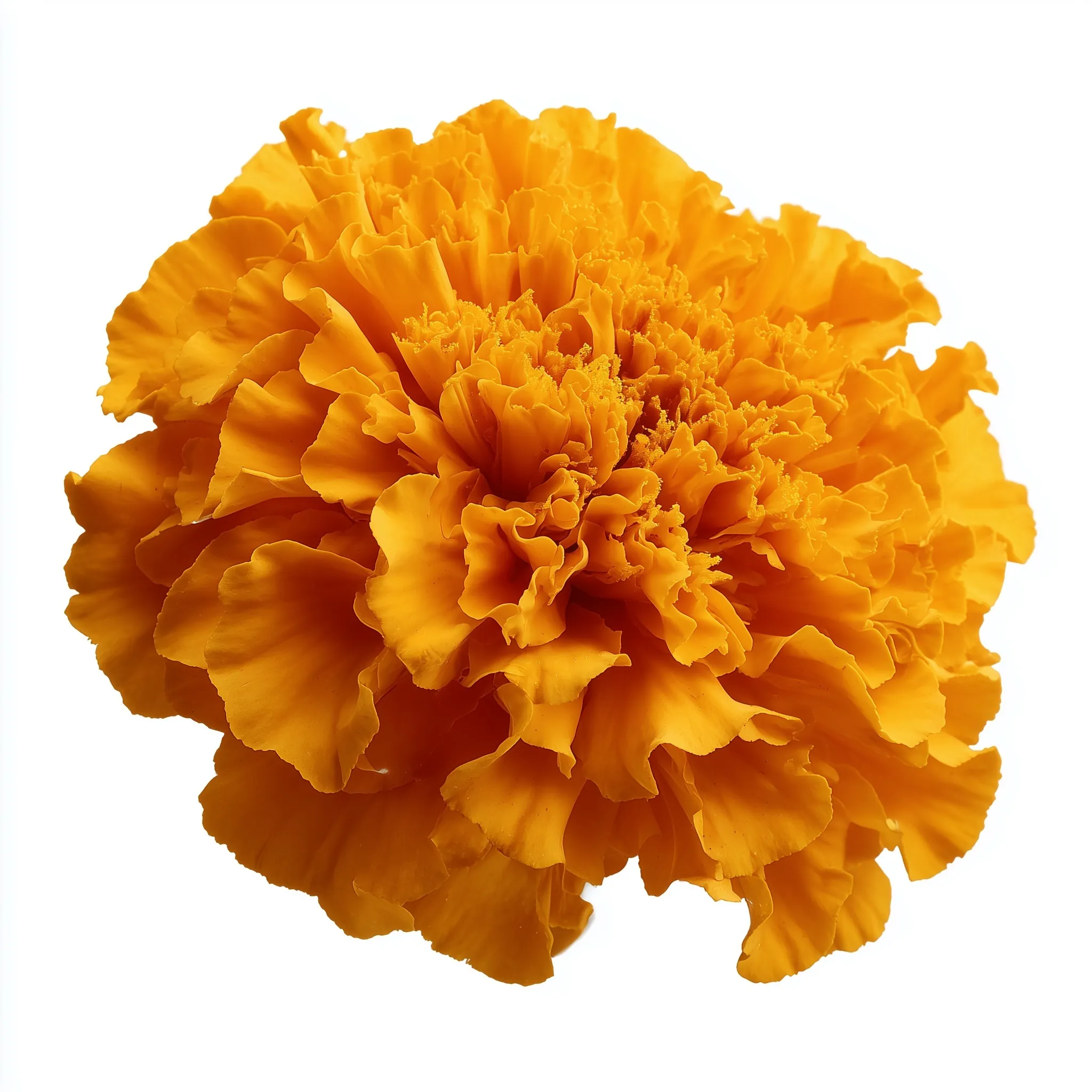 Marigold Flower 7