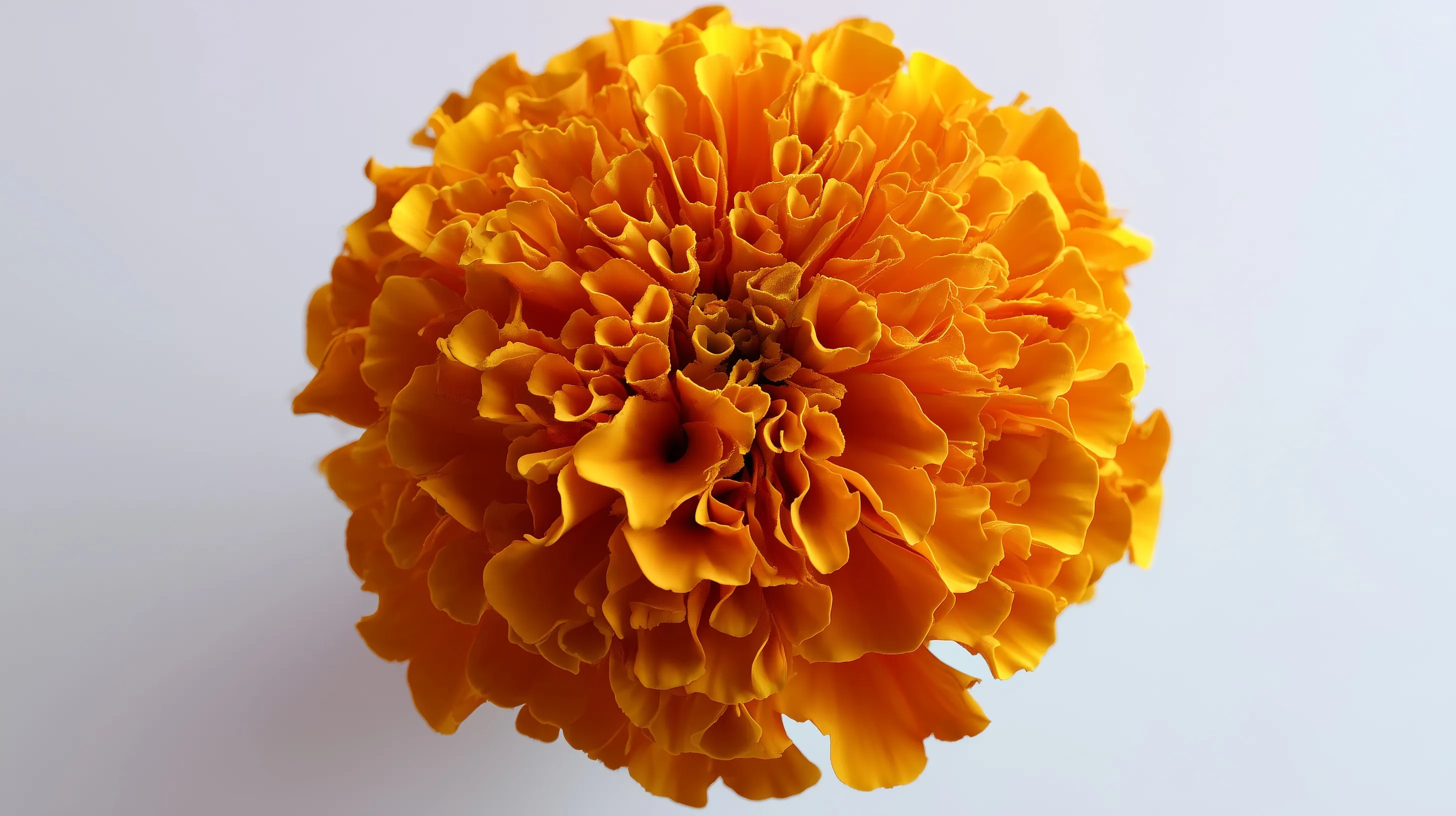 Marigold Flower 14
