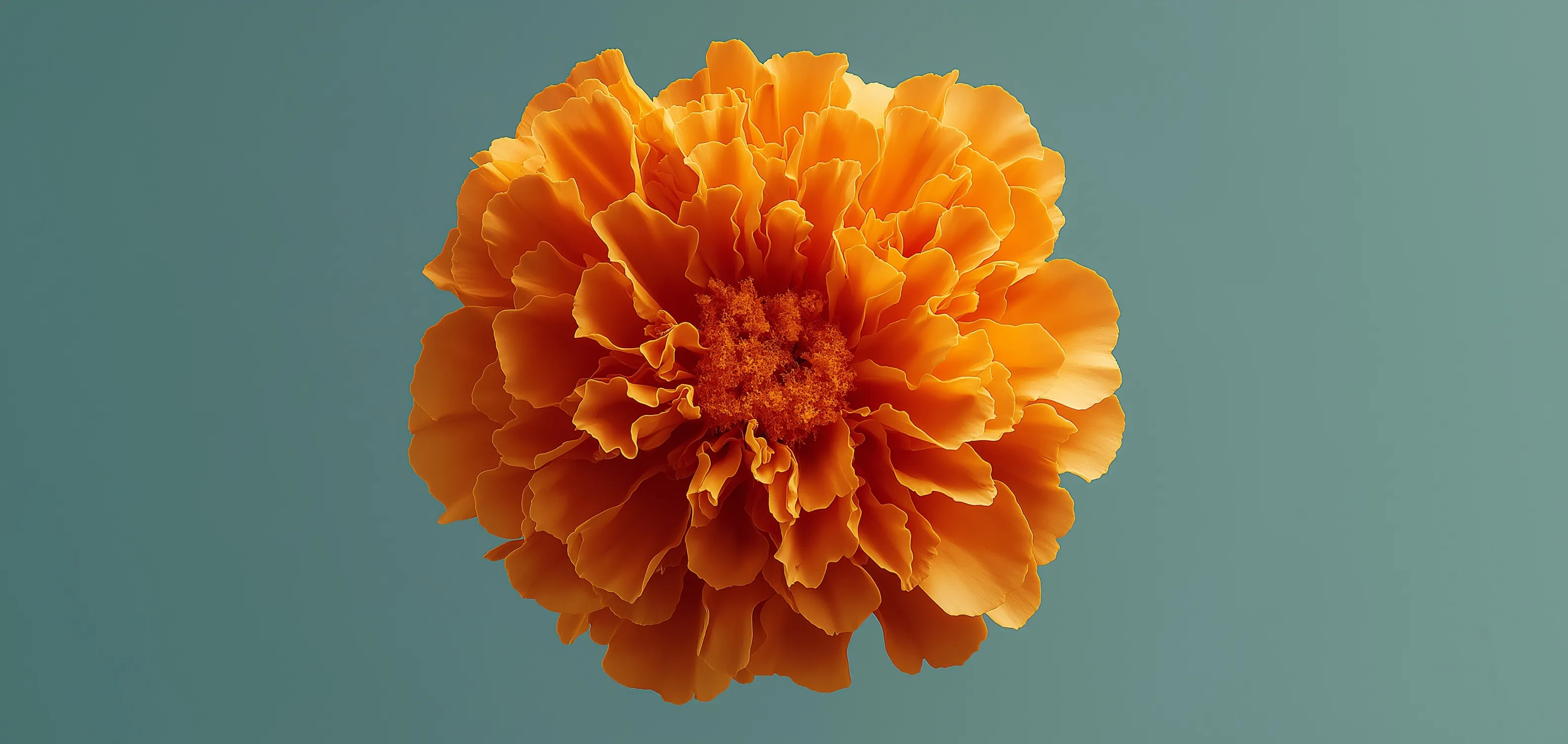 Marigold Flower 23