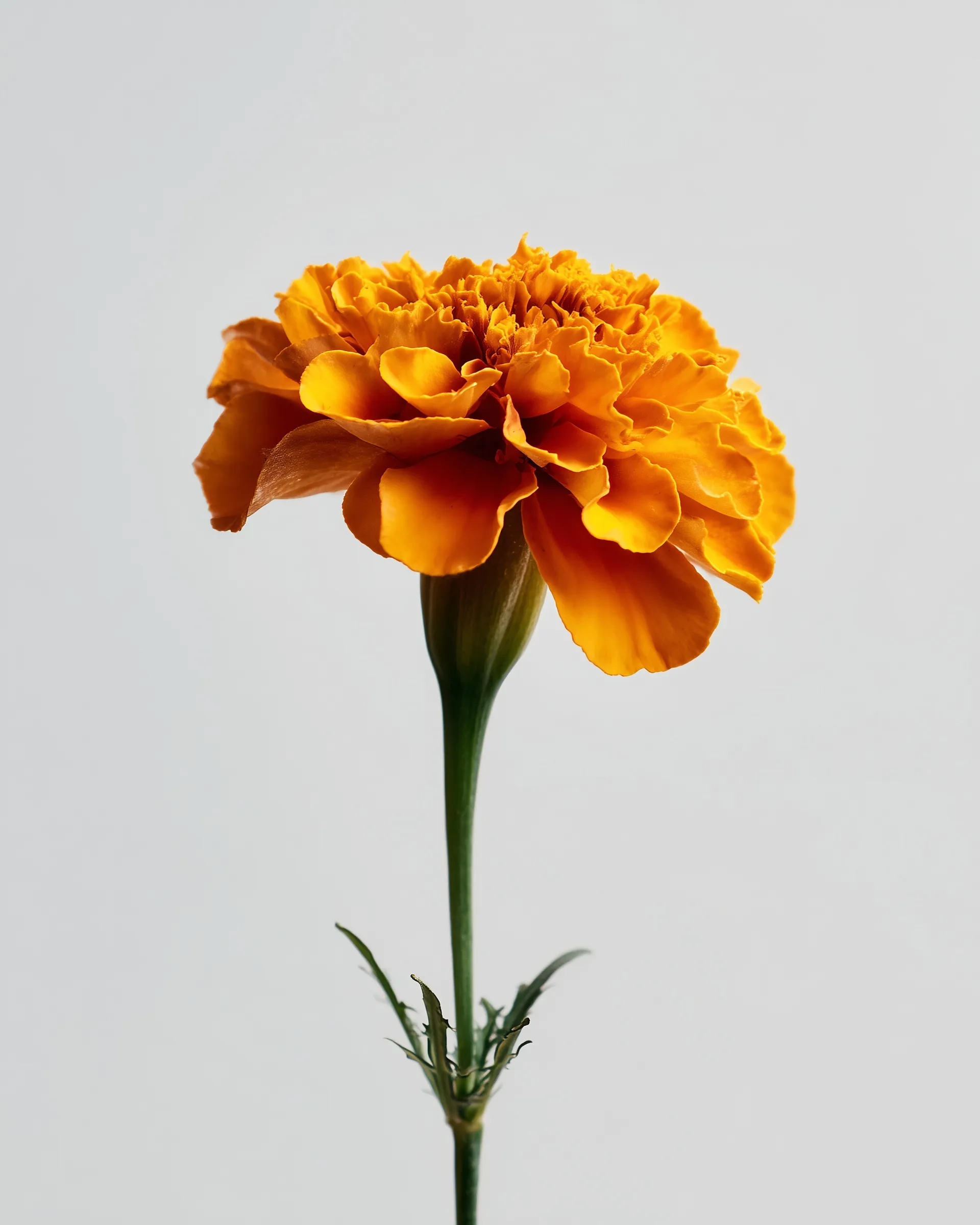 Marigold Flower 39