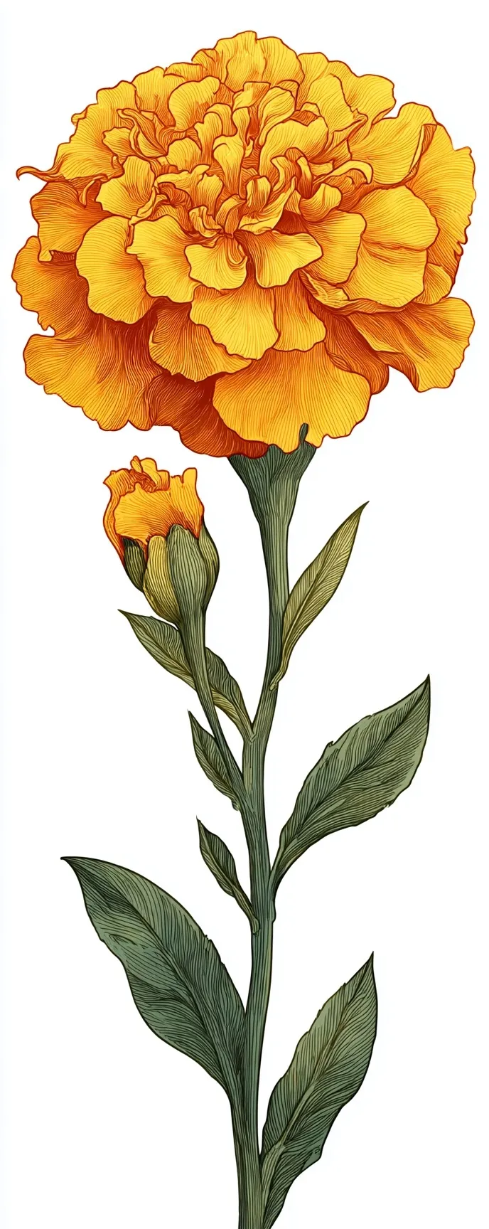 Marigold Flower 41