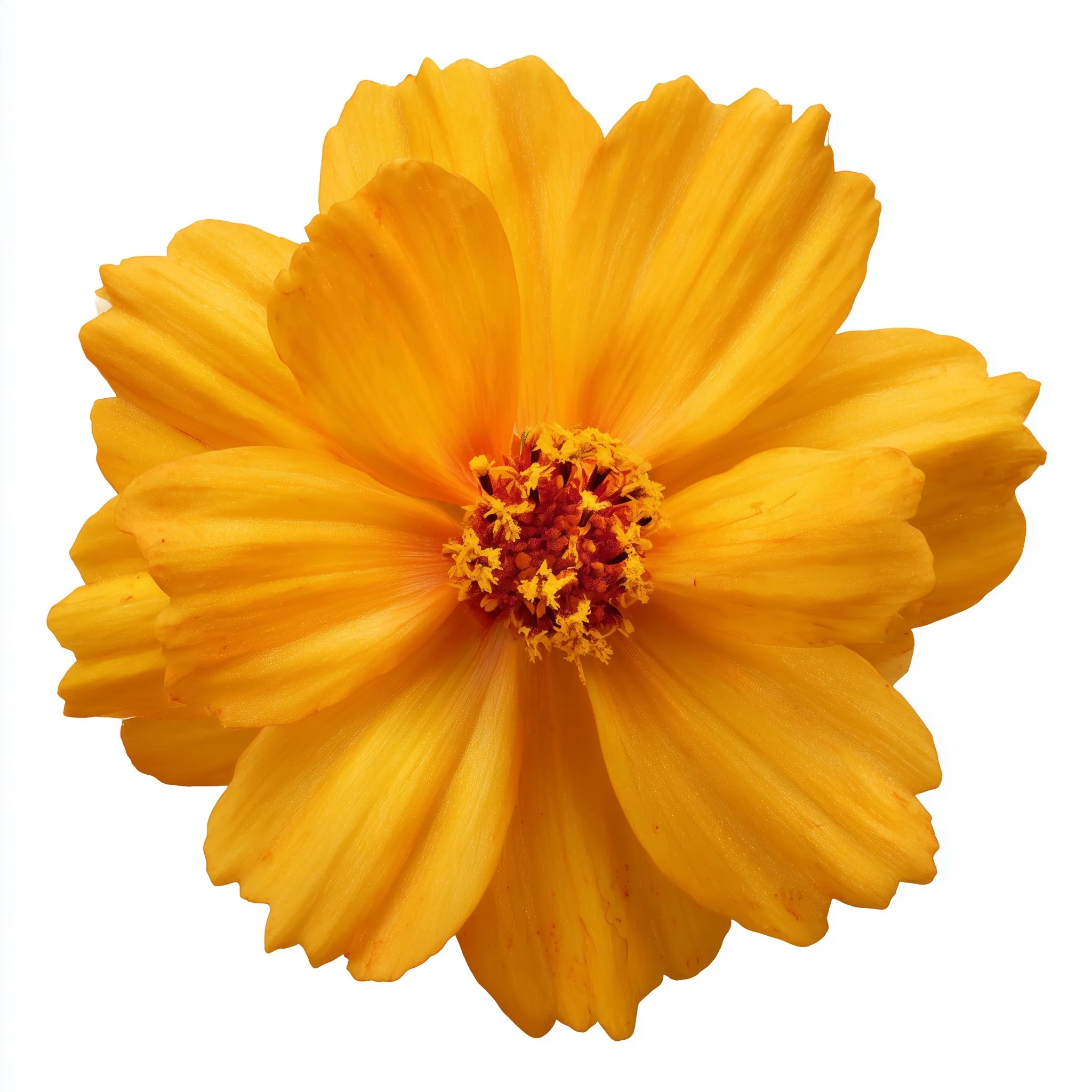 Marigold Flower 54
