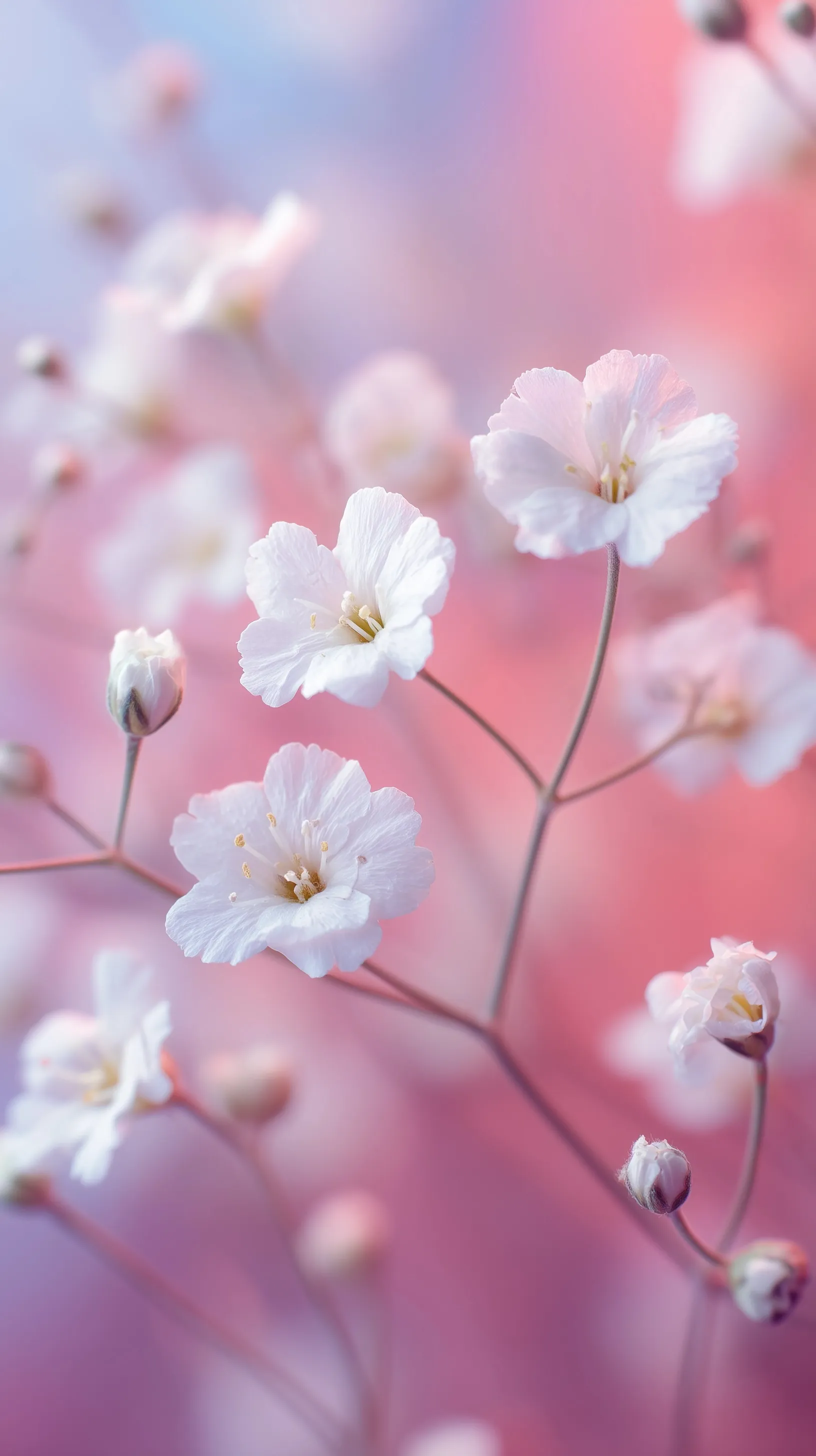 Close-up macro photography of delicate white Gypsophila flowers against a soft, pastel-colored background.