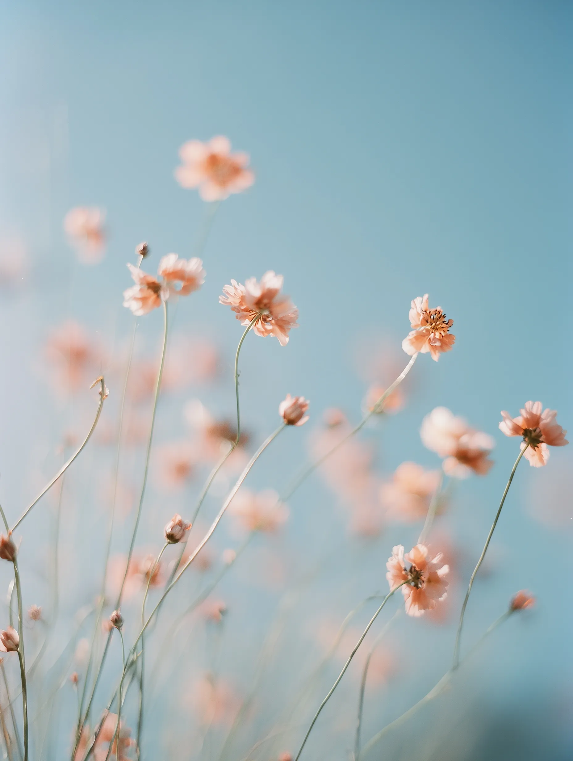 Minimalist spring wallpaper featuring delicate peach wildflowers against an airy, pale blue sky with soft bokeh.