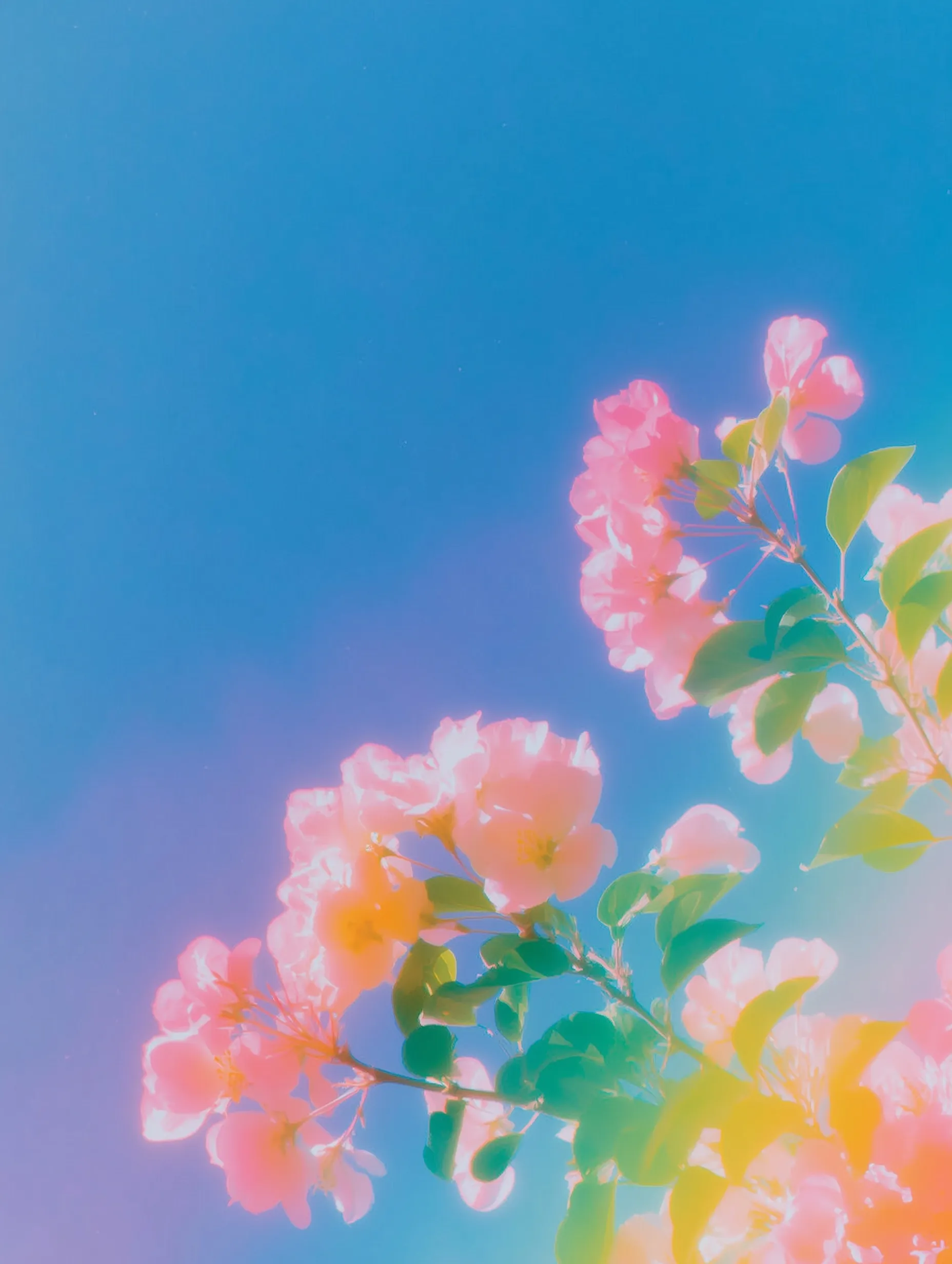 Low angle view of an apple tree canopy with pastel flowers, green leaves, and a blue sky with light clouds.