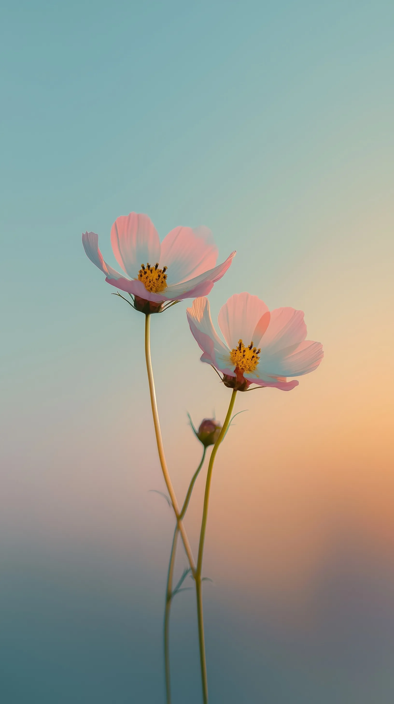 Minimalist pastel flower wallpaper featuring two delicate pink and white blooms against a soft gradient sky.