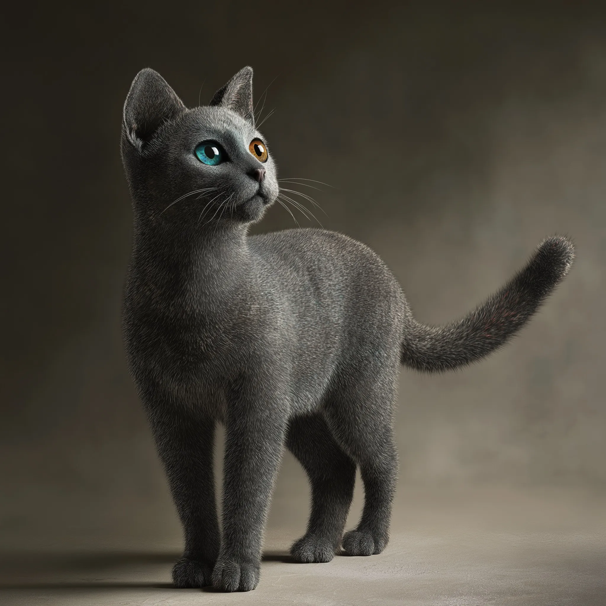Russian Blue Cat 7