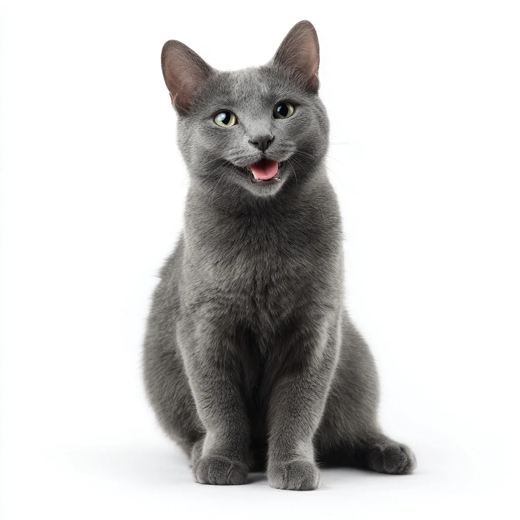 Russian Blue Cat 14