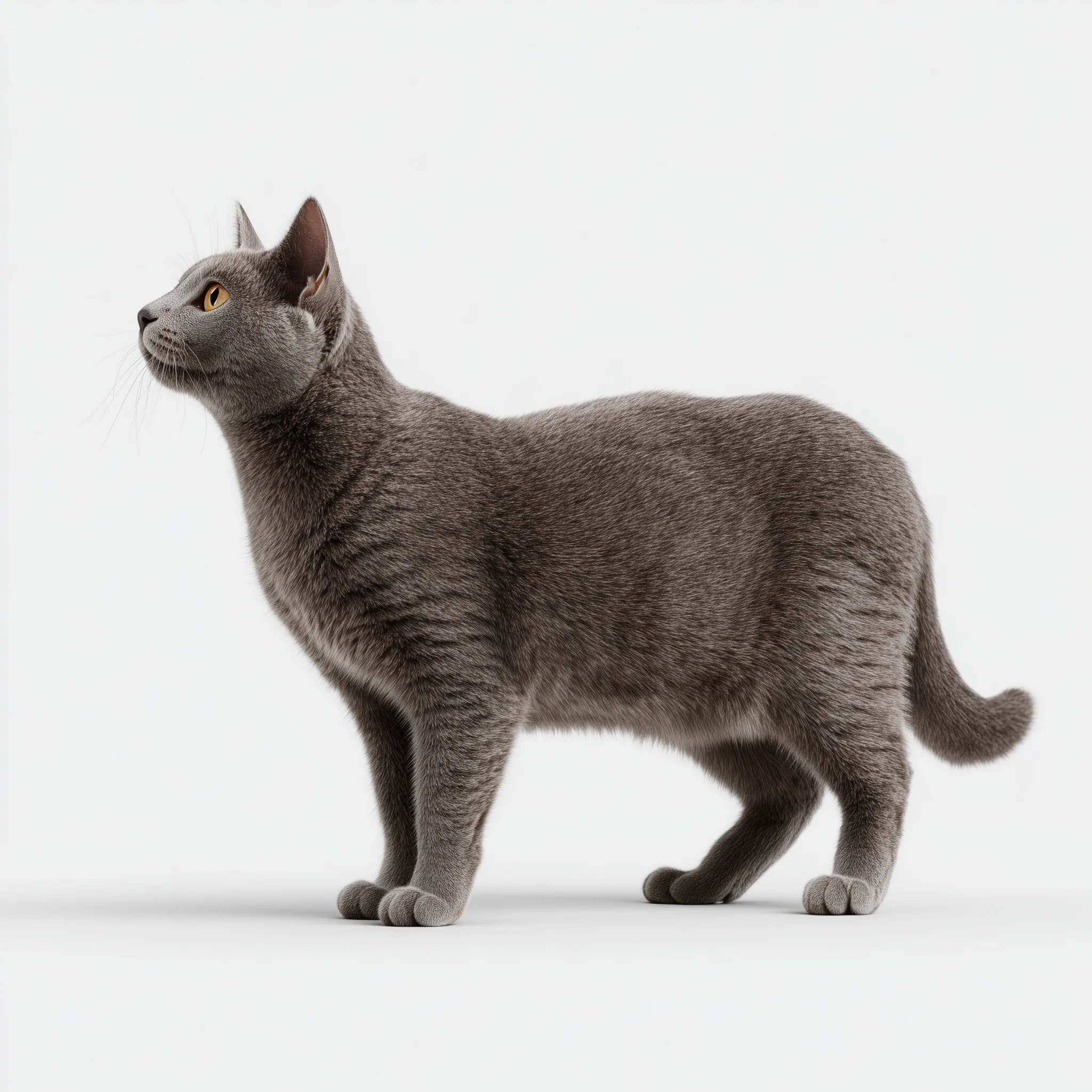 Russian Blue Cat 36