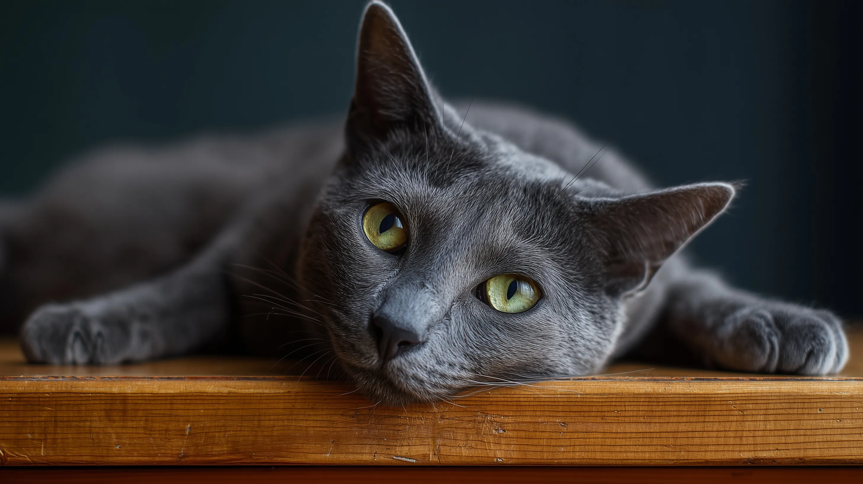 Russian Blue Cat 37