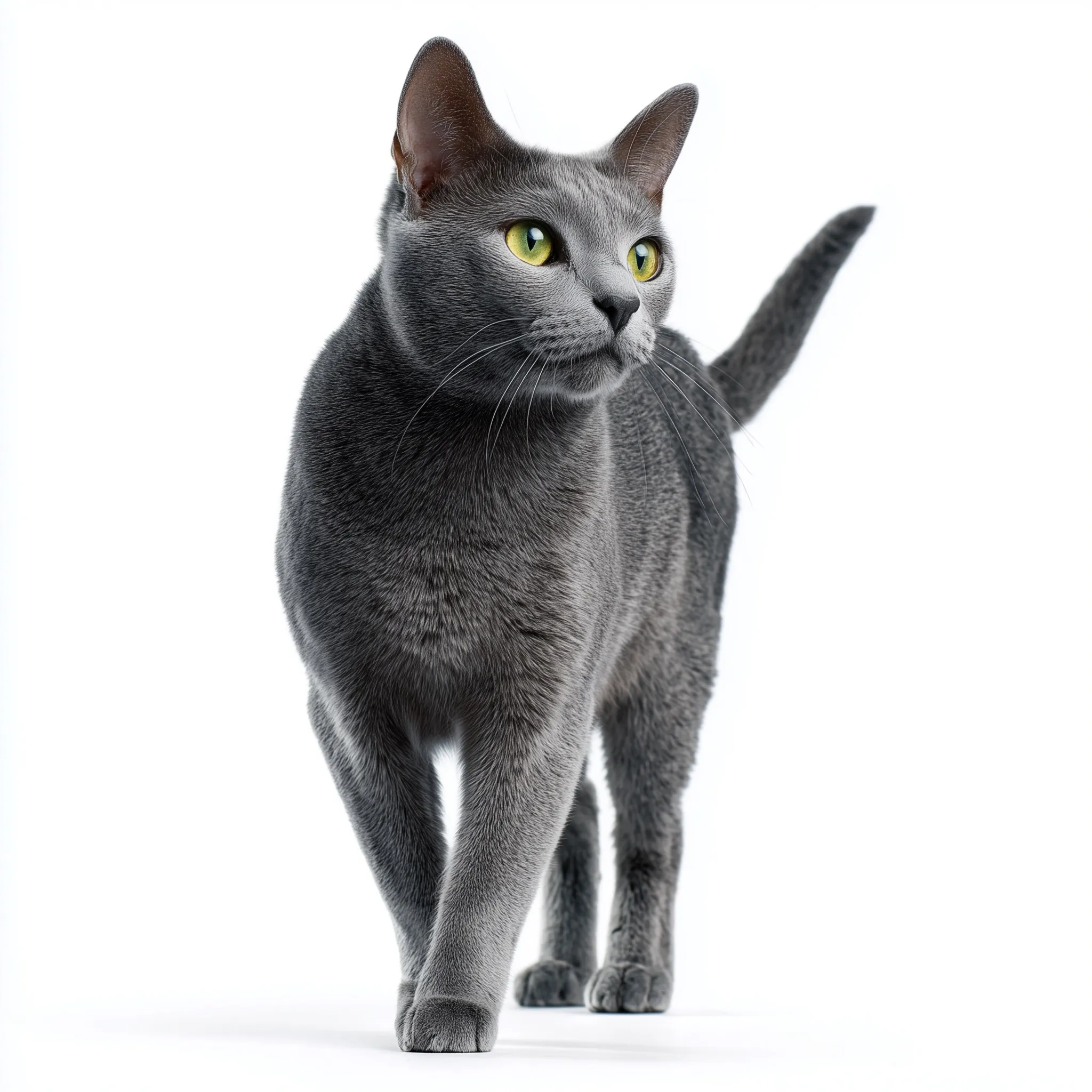 Russian Blue Cat 45