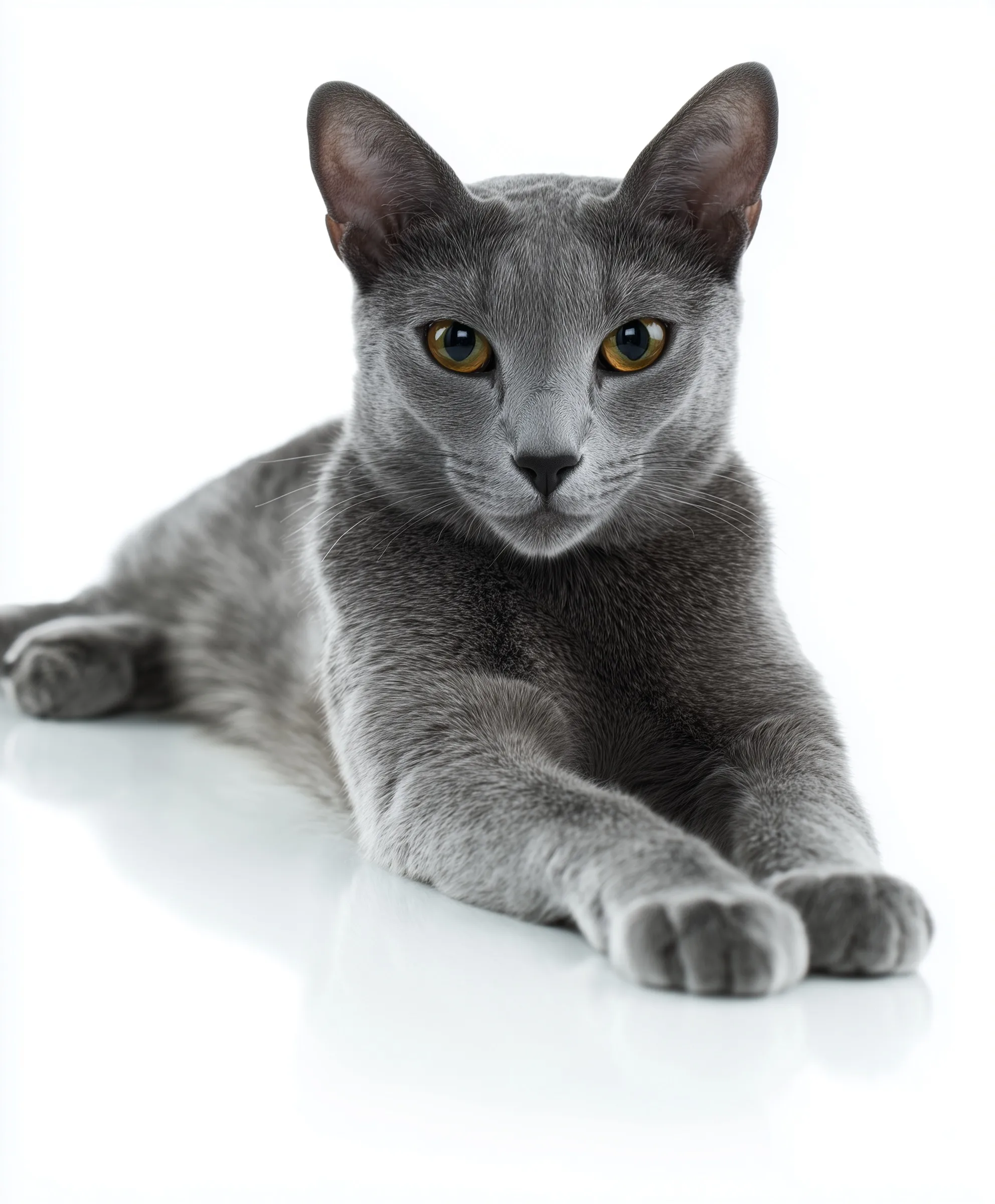 Russian Blue Cat 47