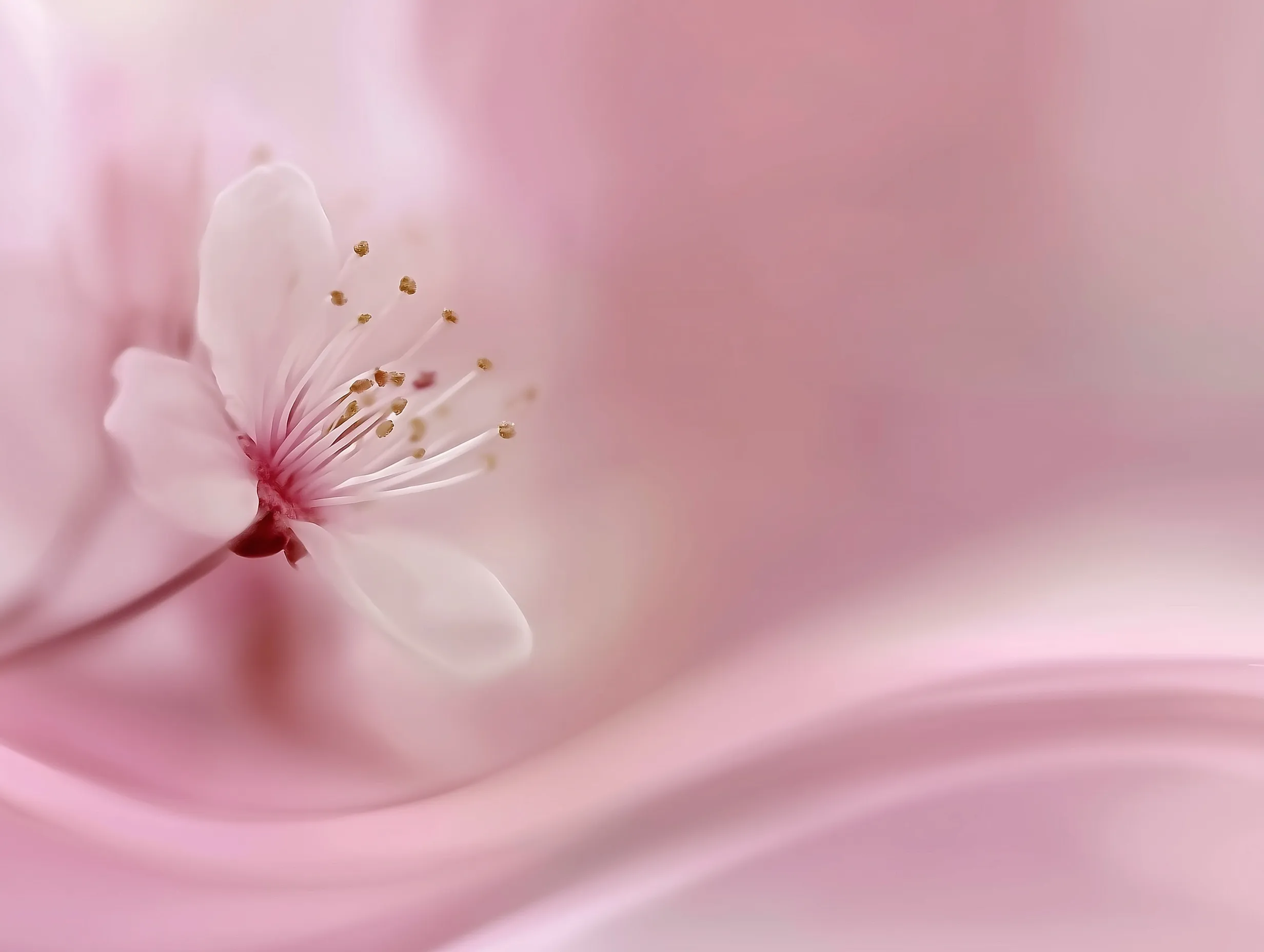 Soft Pastel Spring Floral Wallpaper 43