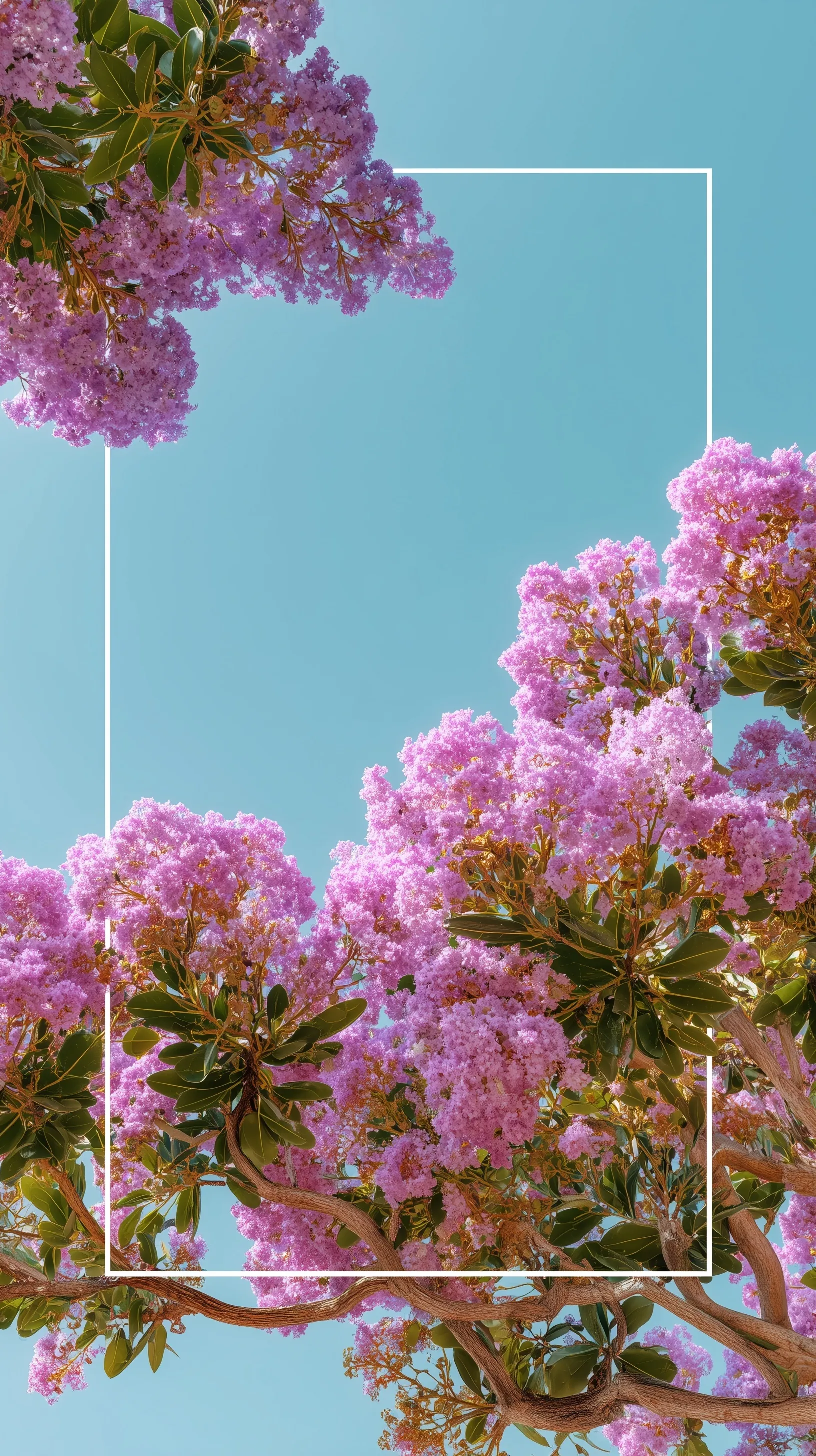 Crepe myrtle trees with pink flowers against a vibrant cyan blue background, minimalist nature mobile wallpaper.