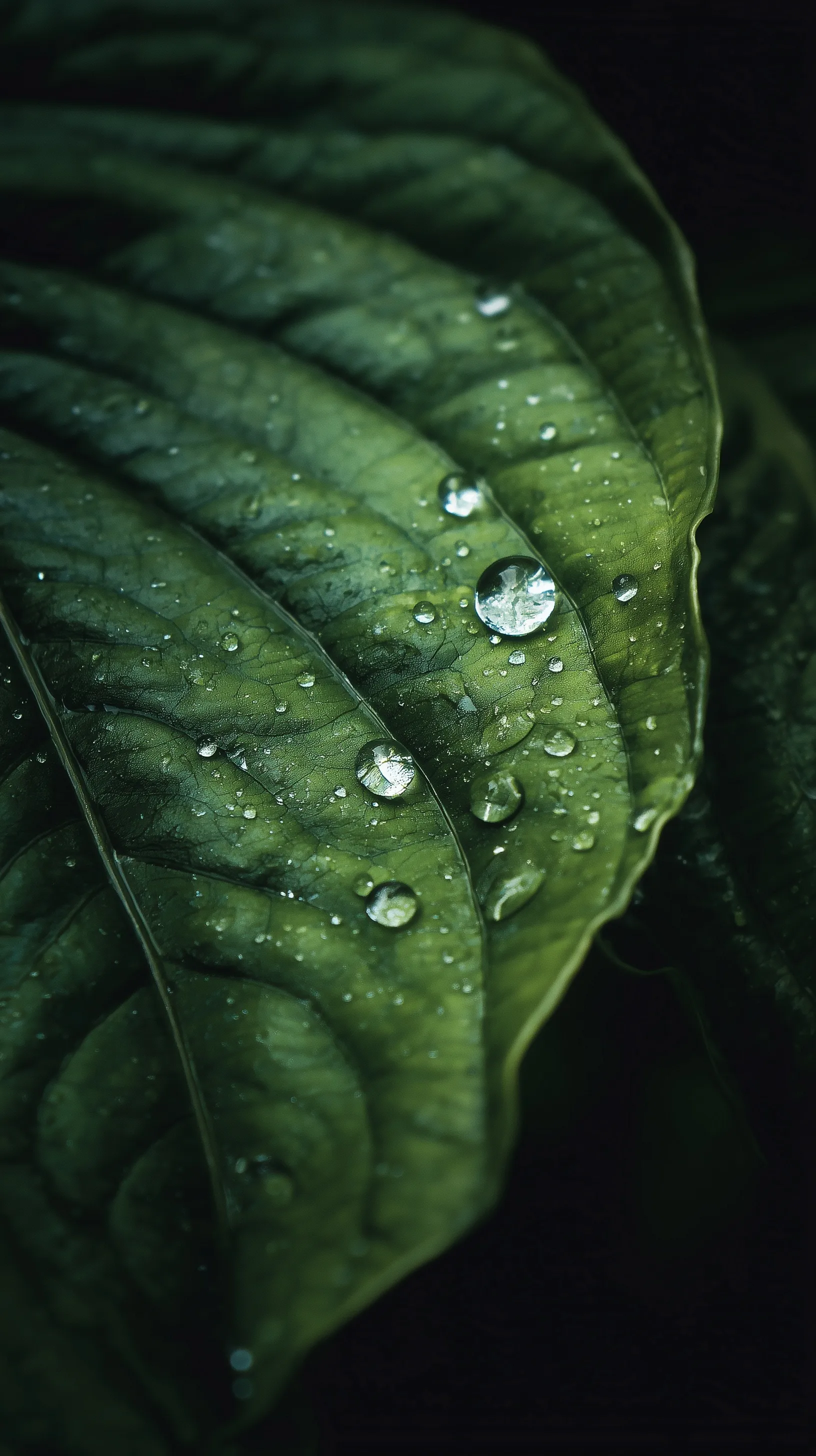 Macro close-up of water droplets on a vibrant green leaf edge against a dark, moody background.
