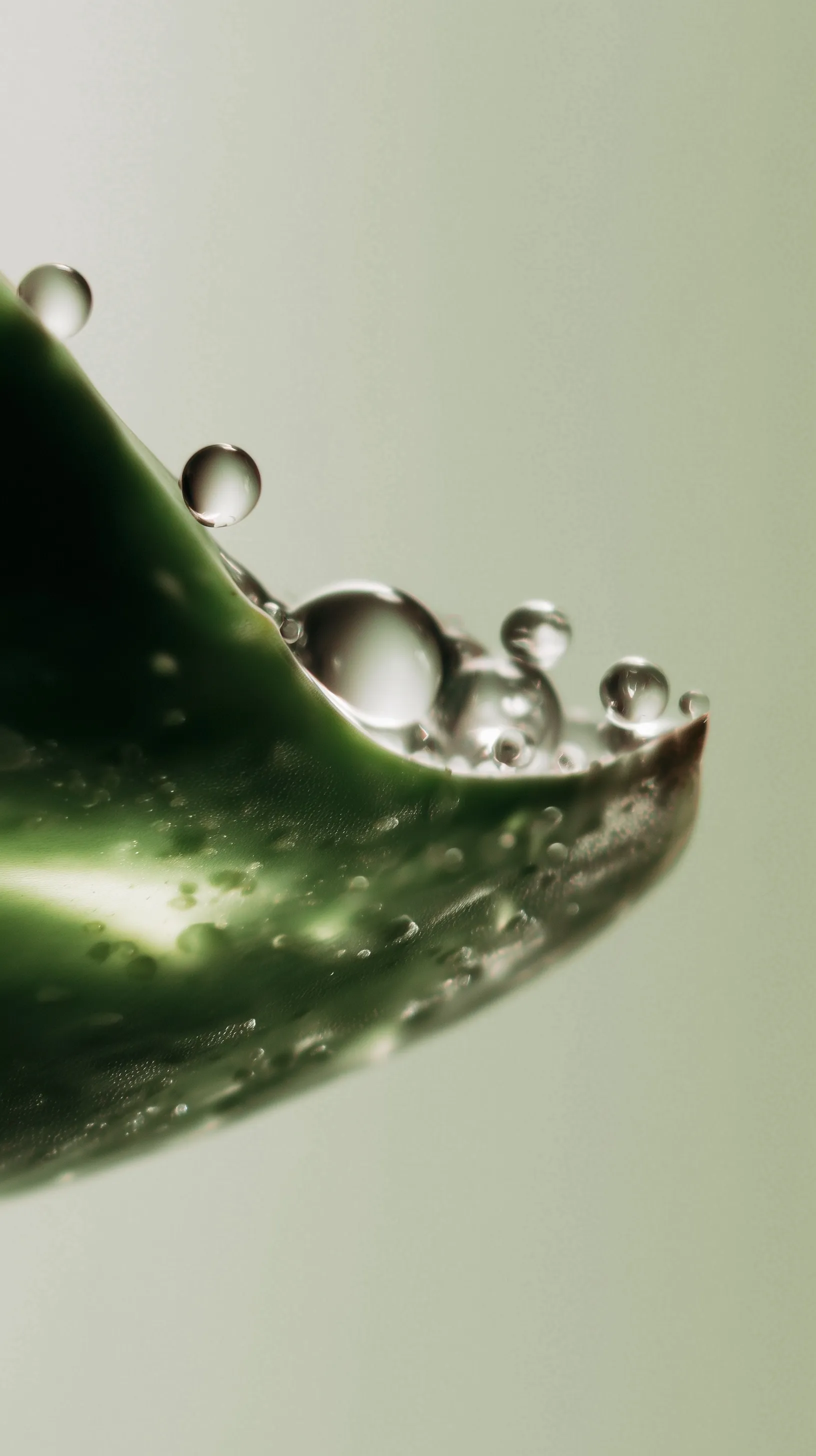 Macro close-up of a cut aloe vera leaf with glistening transparent gel and water droplets on a fresh green surface.