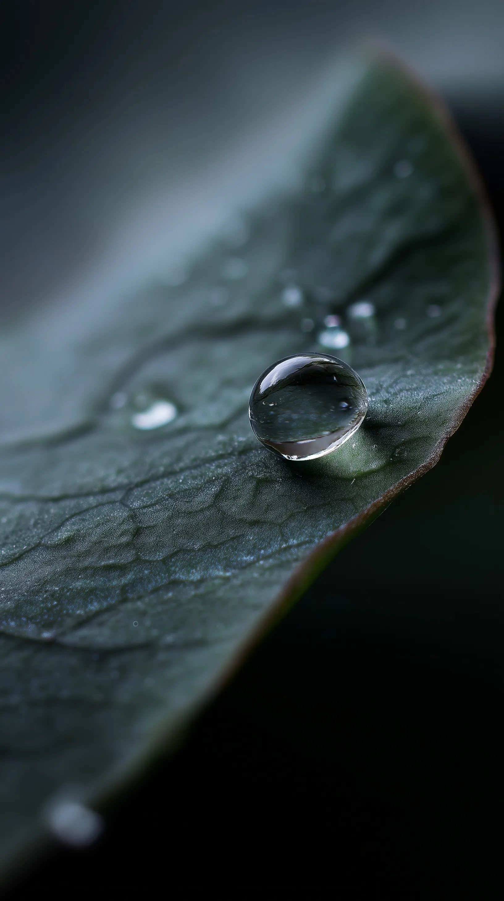 Extreme macro photo of a spherical water droplet hovering above a textured green lotus leaf on a dark background.