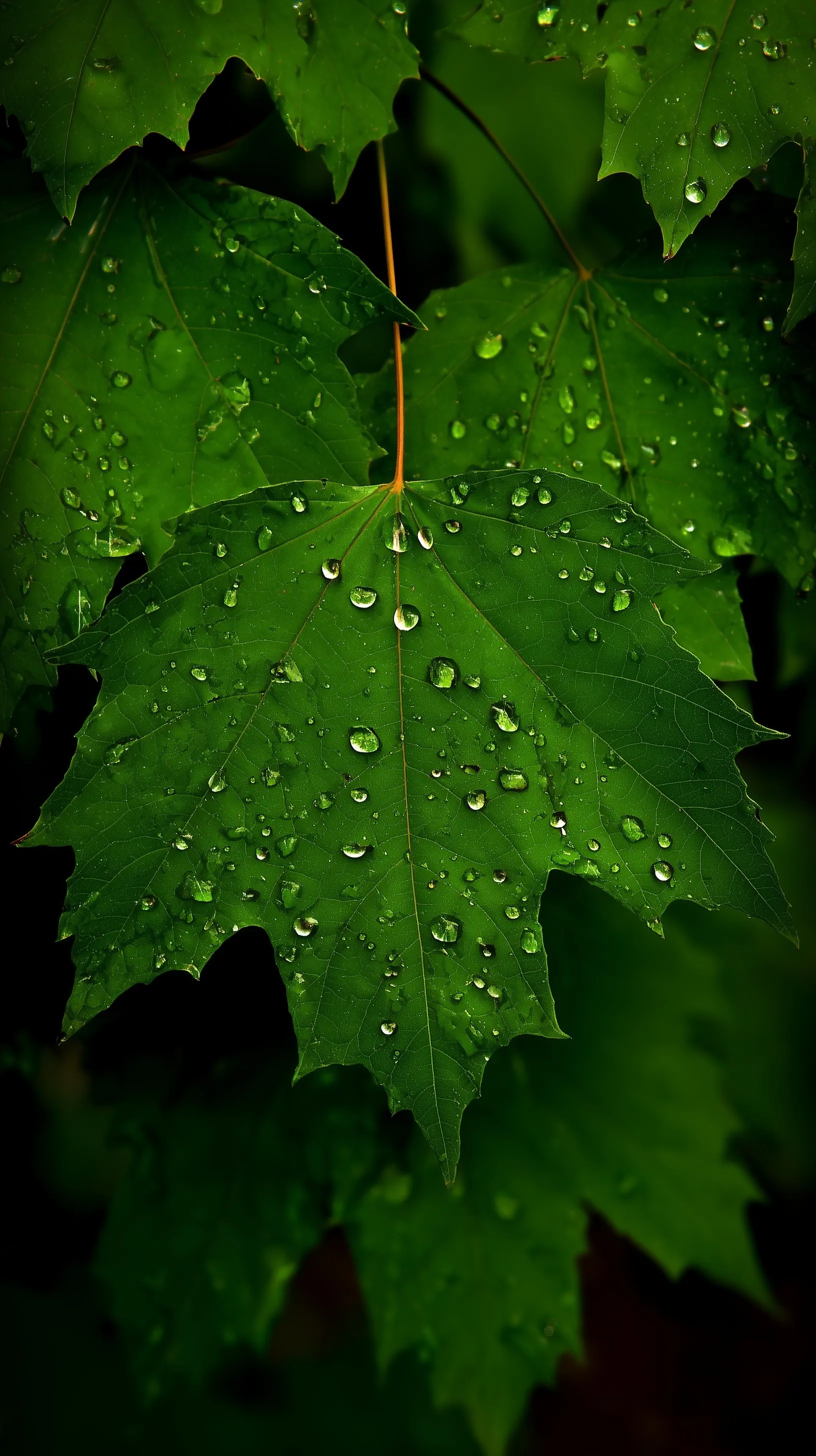 Crystal clear morning dew drops resting on a vibrant green maple leaf in a natural garden setting.