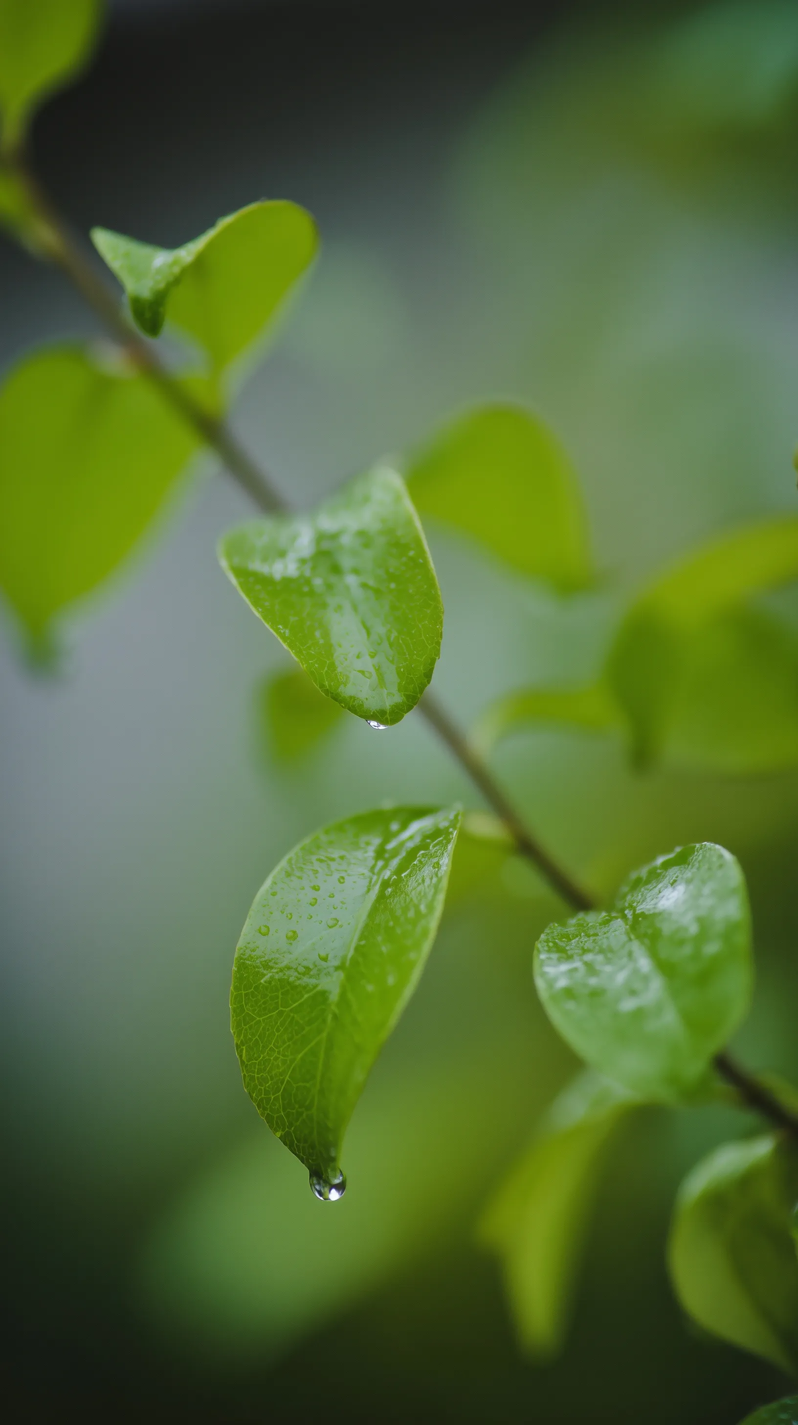 Close-up of tiny raindrops on a fresh green leaf after spring rain in a soft, natural atmosphere.